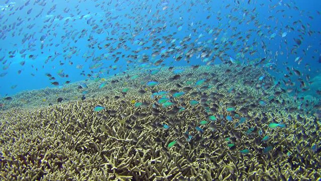 Huge field of acropora coral with thousands of colorful damselfishes swimming on top