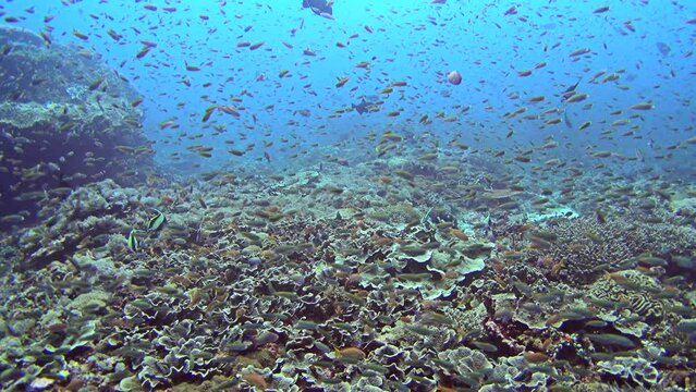 Massive cloud of fishes swimming over healthy reef