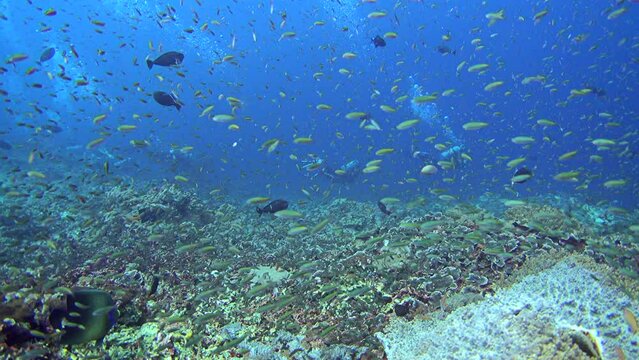 Massive cloud of fishes swimming over healthy reef with divers in the background