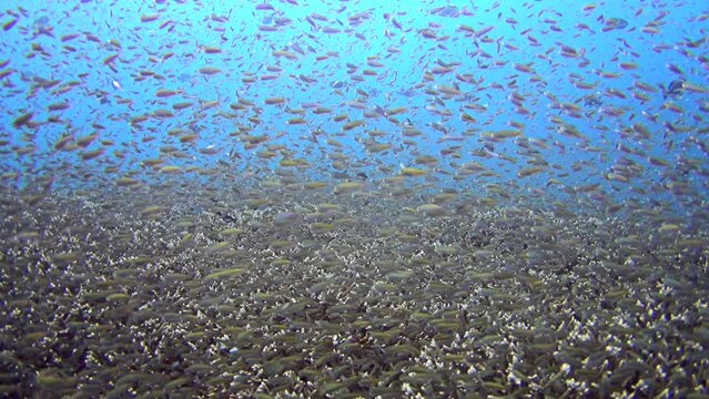 Massive cloud of fishes swimming over healthy reef, chased by bluefin trevally (Caranx melampygus)