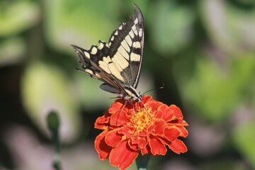 Swallowtail Butterfly on a Marigold Flower