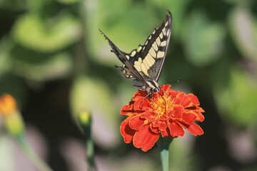 Swallowtail Butterfly on a Marigold Flower