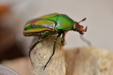 Eudicella (Cyprolays) hornimanni