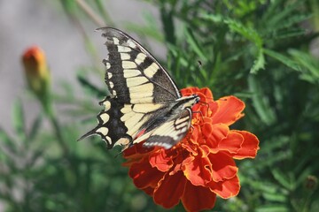 Swallowtail Butterfly on a Marigold Flower