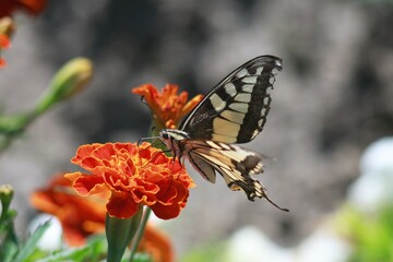 Swallowtail Butterfly on a Marigold Flower