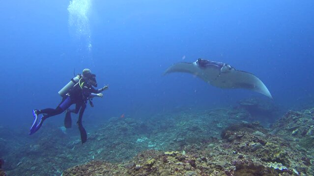 Manta ray (Manta blevirostris) passing in front of diver