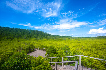 Tung Prong Thong or beautiful golden mangrove forest field at Rayong province, Thailand