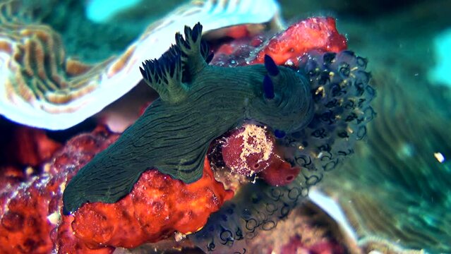 Tambja morosa nudibranch