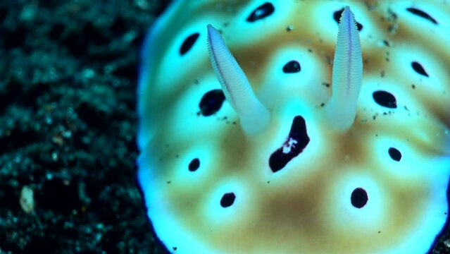 Chromodoris leopardus nudibranch focus on head