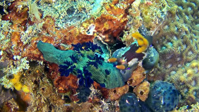 Tambja morosa and nembrotha rutilans nudibranch kissing