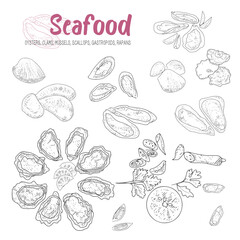 Shellfish seafood, eatable mollusks. Mussels, scallops, rapans, oysters and gastropods vector hand drawn set