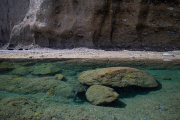 潮だまりを泳ぐアオウミガメ　小笠原