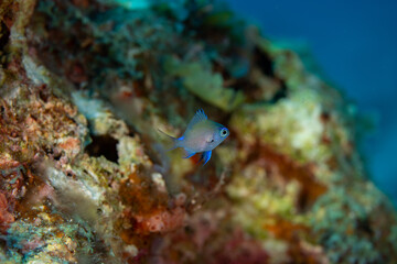 小笠原　　アマミスズメダイの幼魚