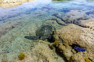 潮だまりを泳ぐアオウミガメ　小笠原