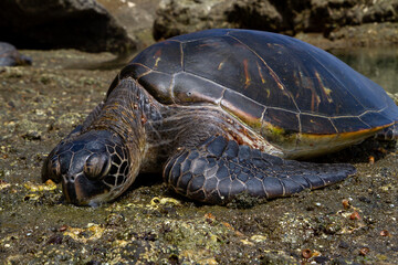 甲羅干しするアオウミガメ　小笠原