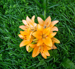 Flowers of the Daurian Lily, or Pennsylvania (Latin Lilium pensylvanicum) with beautiful yellow petals in the ground against a background of green leaves. Flora plants flowers.