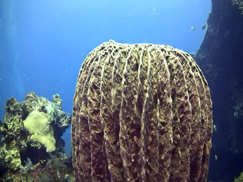 Giant barrel sponge (Xestospongia testudinaria). Wide shot getting closer to the sponge and passing over it to show some divers in the background.