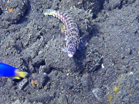 Spotted sandperch (Parapercis millepunctata) staying still on the sand with some azure demoiselle (Chrysiptera hemicyanea) swimming by. Camera starting wide and slowly getting closer.