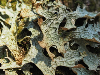 Forest tree lichen close-up. Leningrad region, Russia