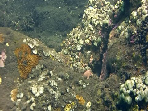 Common reef octopus (Octopus cyanea) hiding between rocks. A damselfish is attacking it so it's defending itself by boxing with its tentacles.