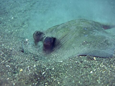 Blue-spotted stingray (Dasyatis kuhlii) digging the sand looking for food. The ray goes back and forth checking for pray then swims away. Medium shot focused on its eyes.