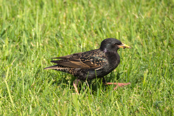 starling with worm in spring