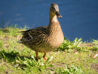 portrait of a duck