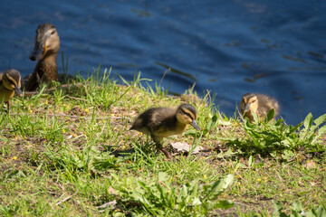 duck with ducklings