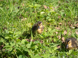 little ducklings in green grass