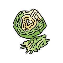 Cabbage color line icon. Natural vegetable.