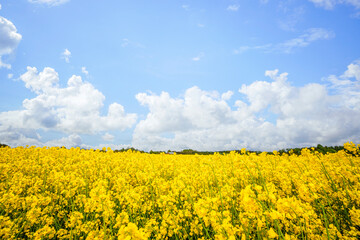 Obraz premium Yellow canola flowers on a rural field