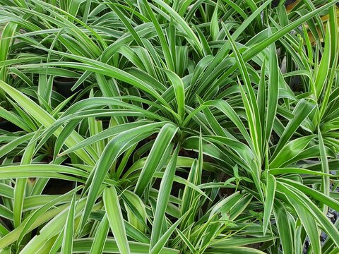 Chlorophytum bichetii bushy stems with short rhizomes, single leaves, pointed leaves, dark green with white stripes along the edges of the leaves. It is a ground cover plant popularly grown .