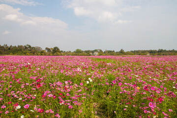 Pink flower field in Chiang Rai