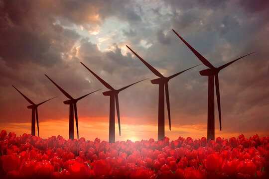 Wind power generators in a field with red tulips against the backdrop of the sunset. Green energy.