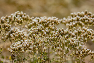 Thyme flowers bloomed in summer and ready to be harvested.