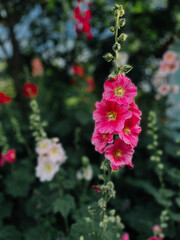 Obraz premium pink and white flowers