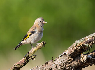 European goldfinch, Carduelis carduelis. A young bird sits on a branch against a beautiful green background