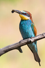 European bee-eater, Merops apiaster. A bird holds a bumblebee in its beak. Close-up