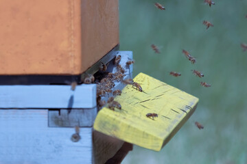 Honey bees swarming at the entrance to a hive