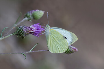 Great White Angel butterfly (Pieris brassicae) on flower