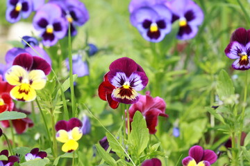 Obraz na płótnie Canvas Closeup of colorful flower in the garden. Selective focus.