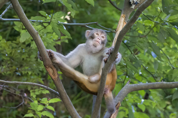 white tailed macaque on tree