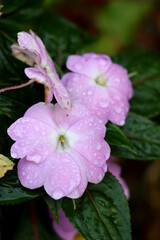 New Guinea Impatiens flower close up photo. Raindrops on pink petals. Garden after the rain. 