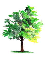 Watercolor summer tree painting isolated on a white background.