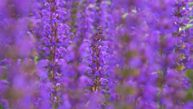 Bright purple sage blossomed in spring. Lavender purple flowers.
background of purple flowers blooming sally with greenery in the background.Salvia pratensis, meadow clary or meadow sage purple.
