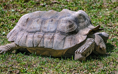 Fototapeta premium African spurred tortoise on the lawn. Latin name - Geochelone sulcata
