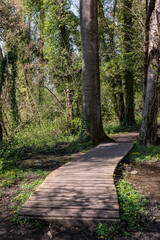 Fototapeta premium Passerelle forestière