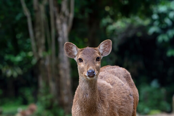 Female sambar deer in the forest