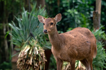 Naklejka na ściany i meble Female sambar deer in the forest