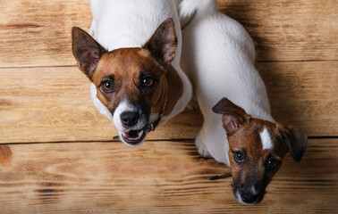 Two Jack Russell Terrier dogs are sitting on the floor and looking at the camera. Two funny dogs.